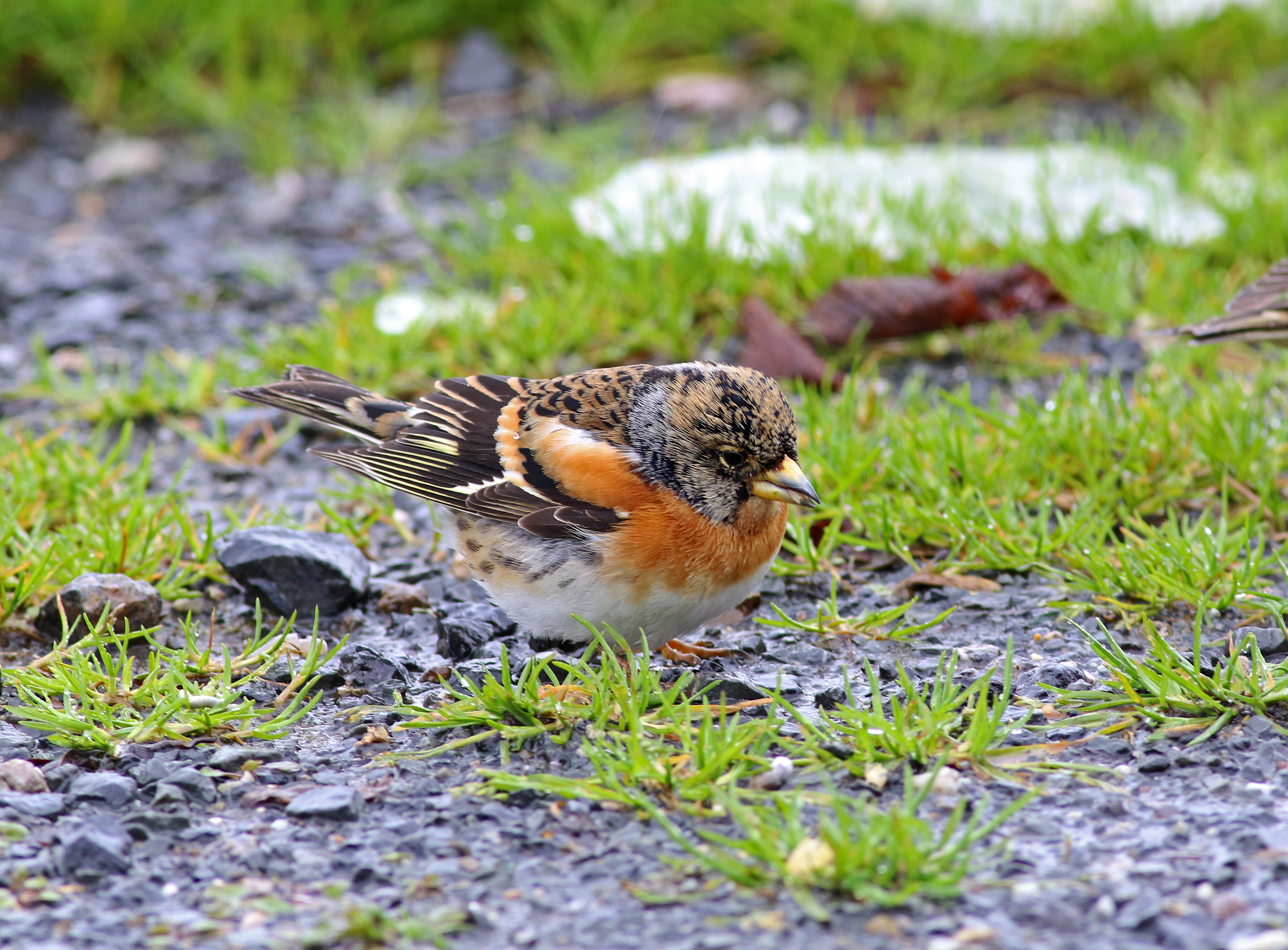 Brambling